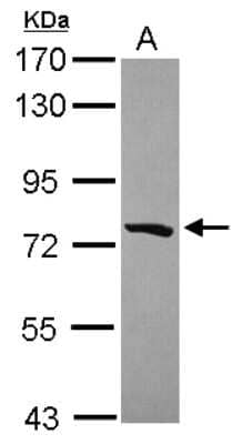 Western Blot: PCDHGB5 Antibody [NBP2-15066]