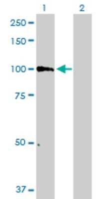 Western Blot: PCDHGB6 Antibody [H00056100-B01P]