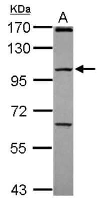 Western Blot: PCDHGC4 Antibody [NBP2-19728]