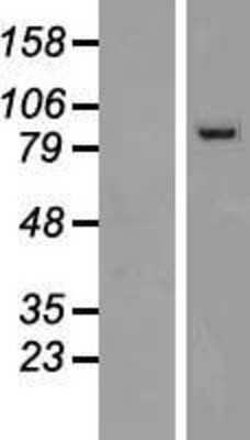 Western Blot: PCDHGC4 Overexpression Lysate [NBP2-06031]