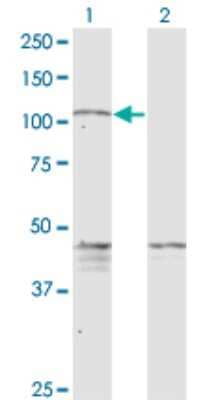 Western Blot: PCDHGC5 Antibody (3A6) [H00056097-M08]