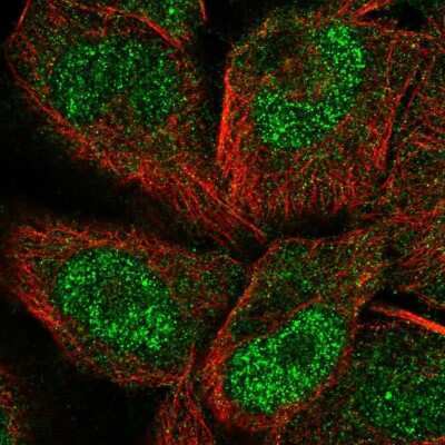 Immunocytochemistry/ Immunofluorescence: PCDHGC5 Antibody [NBP2-58262]