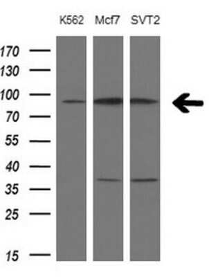 Western Blot: PCDHGC5 Antibody (OTI2F3)Azide and BSA Free [NBP2-73270]