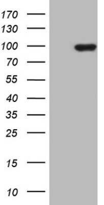 Western Blot: PCDHGC5 Antibody (OTI2F3)Azide and BSA Free [NBP2-73270]