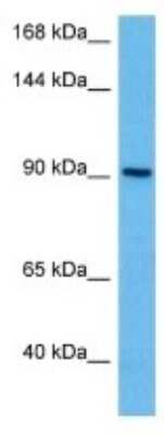 Western Blot: PCDHGC5 Antibody [NBP3-11002]