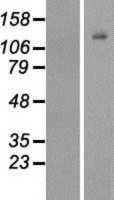 Western Blot: PCDHGC5 Overexpression Lysate [NBP2-09890]