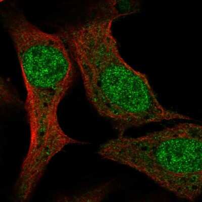 Immunocytochemistry/ Immunofluorescence: PCF11 Antibody [NBP2-58854]