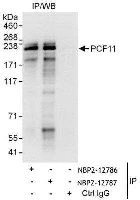 Immunoprecipitation: PCF11 Antibody [NBP2-12786]