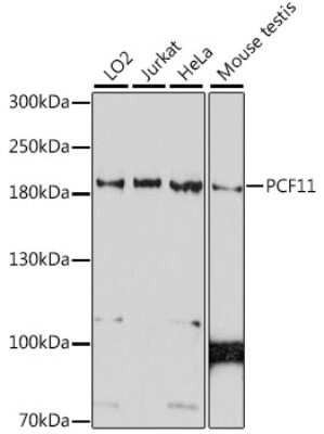 Western Blot: PCF11 AntibodyAzide and BSA Free [NBP2-94620]