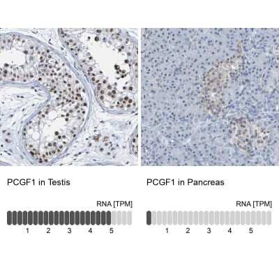 Immunohistochemistry-Paraffin: PCGF1 Antibody [NBP1-82767]