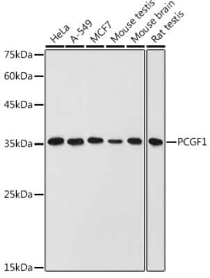 Western Blot: PCGF1 AntibodyAzide and BSA Free [NBP3-16635]