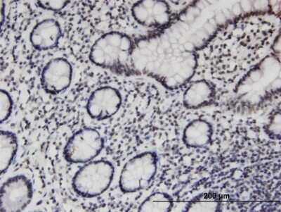 Immunohistochemistry-Paraffin: PCGF3 Antibody (1F1) [H00010336-M03]