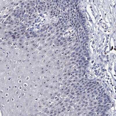 Immunohistochemistry-Paraffin: PCGF5 Antibody [NBP1-82745]