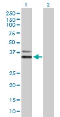 Western Blot: PCGF6 Antibody [H00084108-B01P]