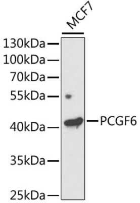 Western Blot: PCGF6 AntibodyAzide and BSA Free [NBP2-93117]