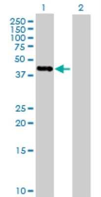 Western Blot: PCID2 Antibody [H00055795-B01P]