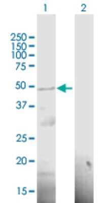 Western Blot: PCID2 Antibody [H00055795-B01P]