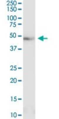 Western Blot: PCID2 Antibody [H00055795-D01P]