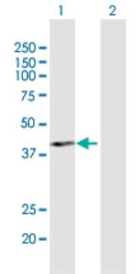 Western Blot: PCID2 Antibody [H00055795-D01P]