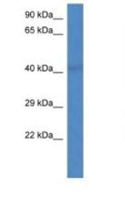 Western Blot: PCID2 Antibody [NBP1-91487]