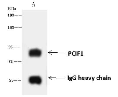 Immunoprecipitation: PCIF1 Antibody [NBP2-97683]
