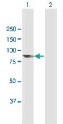 Western Blot: PCIF1 Antibody [H00063935-B01P]