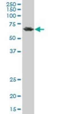 Western Blot: PCK2 Antibody (2C9) [H00005106-M05]