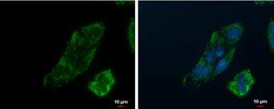 Immunocytochemistry/ Immunofluorescence: PCK2 Antibody [NBP1-31241]