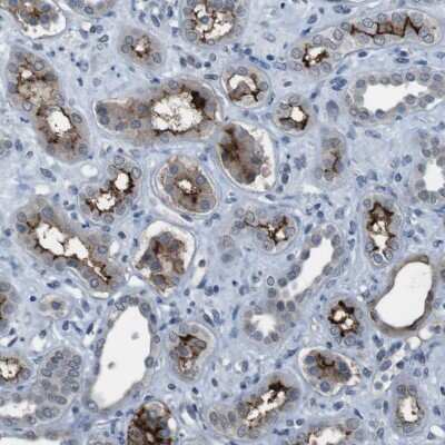 Immunohistochemistry-Paraffin: PCLKC Antibody [NBP1-92246]