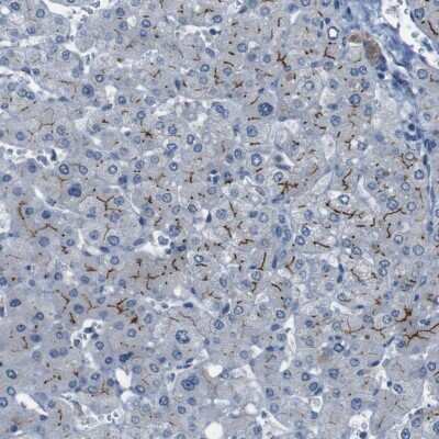 Immunohistochemistry-Paraffin: PCLKC Antibody [NBP1-92246]