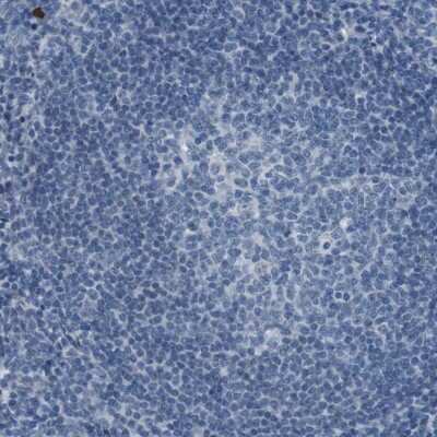 Immunohistochemistry-Paraffin: PCLKC Antibody [NBP1-92246]