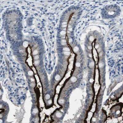 Immunohistochemistry-Paraffin: PCLKC Antibody [NBP1-92246]