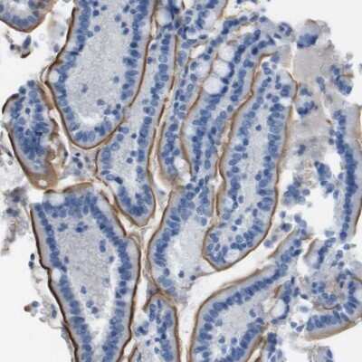 Immunohistochemistry-Paraffin: PCLKC Antibody [NBP1-92247]