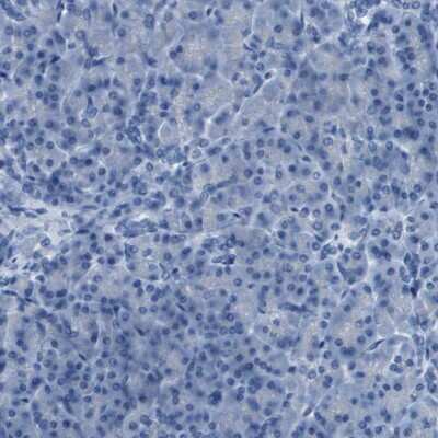 Immunohistochemistry-Paraffin: PCLKC Antibody [NBP1-92247]