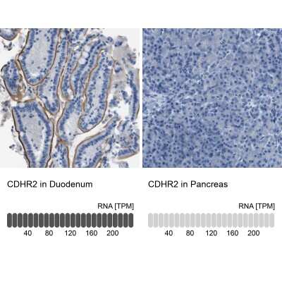 Immunohistochemistry-Paraffin: PCLKC Antibody [NBP1-92247]