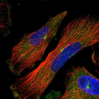 Immunocytochemistry/ Immunofluorescence: PCM1 Antibody [NBP1-87196]