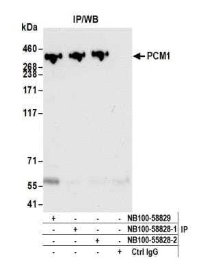 Immunoprecipitation: PCM1 Antibody [NB100-58828]