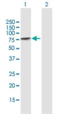 Western Blot: PCM1 Antibody [H00005108-B01P]