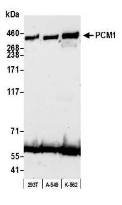 Western Blot: PCM1 Antibody [NB100-58828]