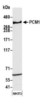 Western Blot: PCM1 Antibody [NB100-58828]