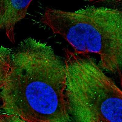 Immunocytochemistry/ Immunofluorescence: PCMTD1 Antibody [NBP2-55851]