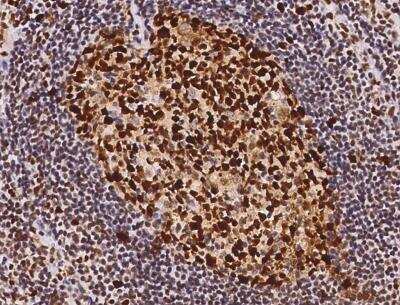 Immunohistochemistry-Paraffin: PCNA Antibody (144) [NBP2-90058]