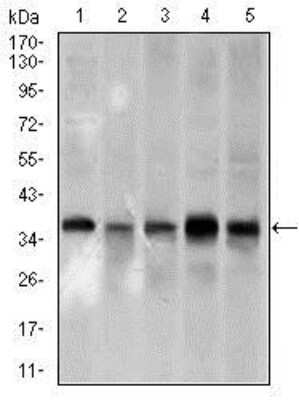 Western Blot: PCNA Antibody (7H4F8)BSA Free [NBP2-37414]