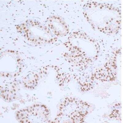 Immunohistochemistry-Paraffin: PCNA Antibody (BLR075G) [NBP2-78712]