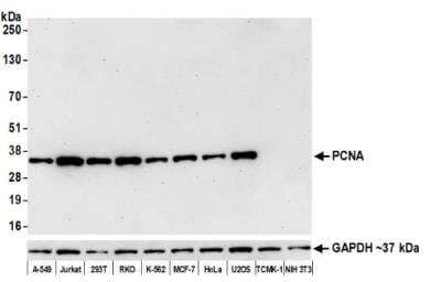 Western Blot: PCNA Antibody (BLR075G) [NBP2-78712]