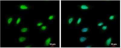 Immunocytochemistry/ Immunofluorescence: PCNA Antibody [NBP1-32075]