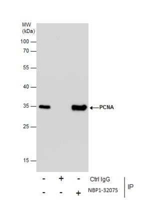 Immunoprecipitation: PCNA Antibody [NBP1-32075]
