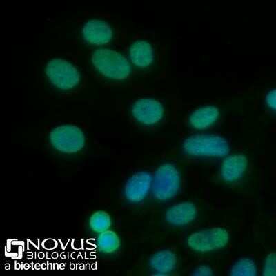 Immunocytochemistry/ Immunofluorescence: PCNA Antibody (PC10) - Azide and BSA Free [NBP2-80905]