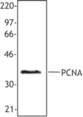 Western Blot: PCNA Antibody (PC10)Azide and BSA Free [NBP2-80905]