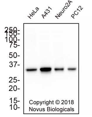 Western Blot: PCNA Antibody (PC10)Azide and BSA Free [NBP2-80905]